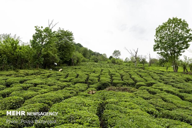 ۴۷ هزار تن برگ سبز چای از چایکاران خریداری شد