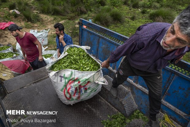 Harvesting tea in Gilan province