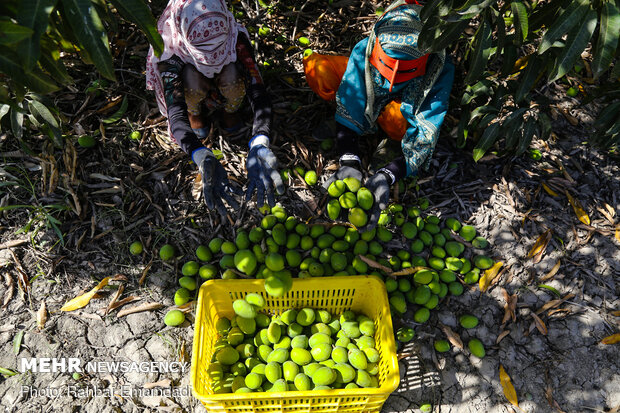 mango hasadı