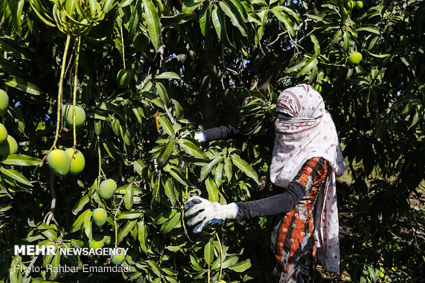 mango hasadı