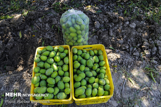 mango hasadı