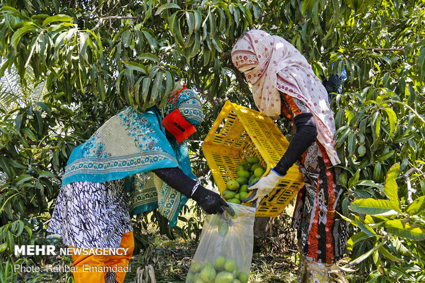 mango hasadı