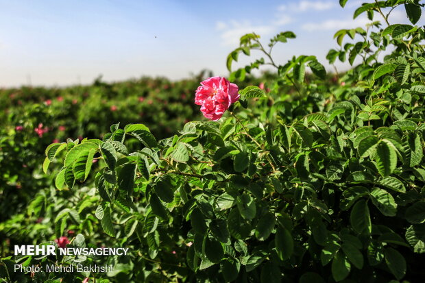 Harvesting Damask rose in gardens donated to Fatima Masumeh shrine