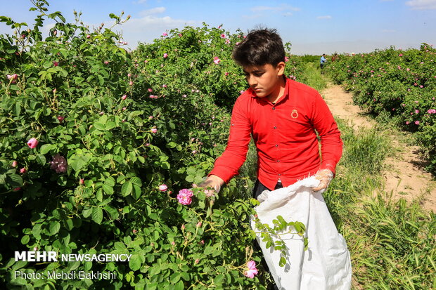 Harvesting Damask rose in gardens donated to Fatima Masumeh shrine