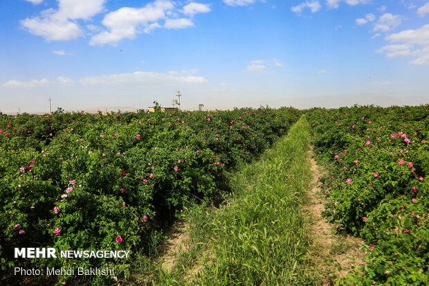 برداشت گل محمدی و گلابگیری از باغ های موقوفه حرم حضرت معصومه(س)