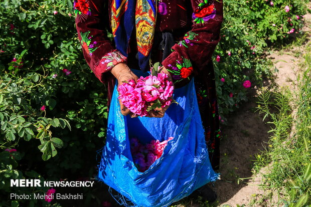 Harvesting Damask rose in gardens donated to Fatima Masumeh shrine