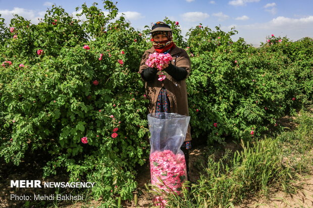 Harvesting Damask rose in gardens donated to Fatima Masumeh shrine