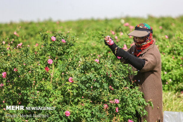 Harvesting Damask rose in gardens donated to Fatima Masumeh shrine