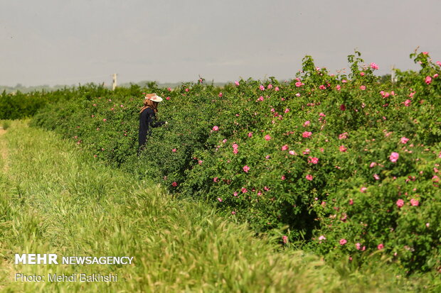 Harvesting Damask rose in gardens donated to Fatima Masumeh shrine