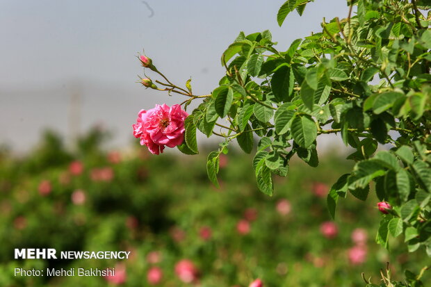 Harvesting Damask rose in gardens donated to Fatima Masumeh shrine