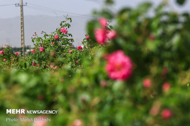 Harvesting Damask rose in gardens donated to Fatima Masumeh shrine