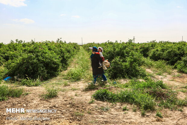 Harvesting Damask rose in gardens donated to Fatima Masumeh shrine