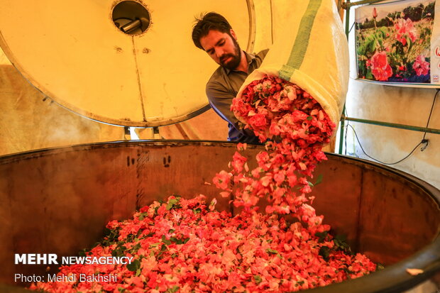 Harvesting Damask rose in gardens donated to Fatima Masumeh shrine