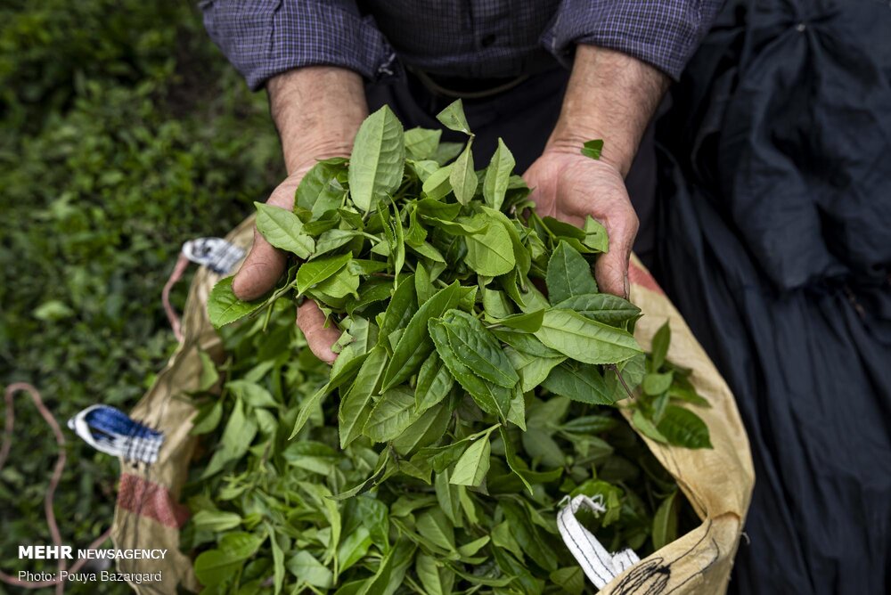 خرید بیش از ۸۰ هزار تن برگ سبز چای/ ۷۷ درصد مطالبات پرداخت شد