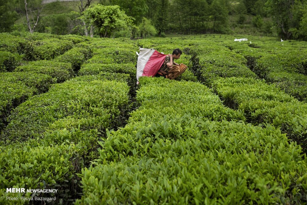 احیای حدود ۱۷۰۰ هکتار از باغات چای گیلان و مازندران در سال گذشته