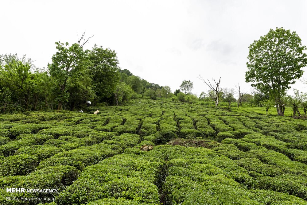 پیش بینی افزایش ۴ هزار تنی تولید برگ سبز چای