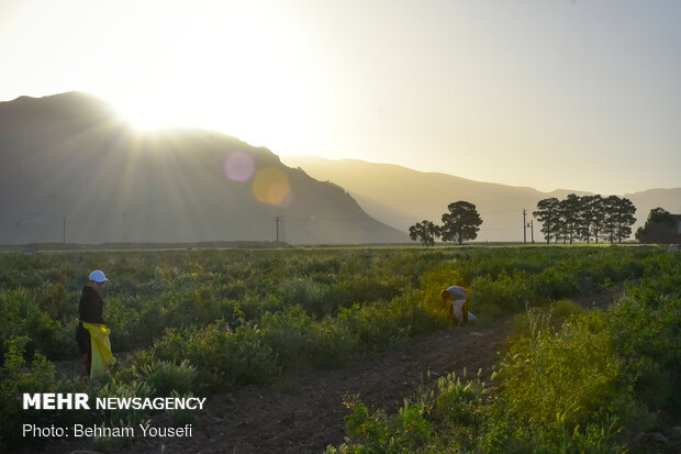 Harvesting damask rose in Markazi Prov.
