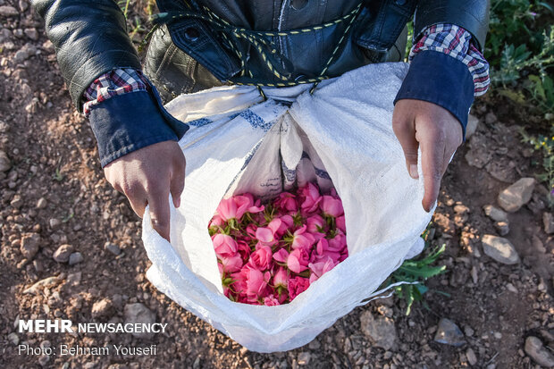 Harvesting damask rose in Markazi Prov.
