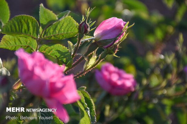 Harvesting damask rose in Markazi Prov.
