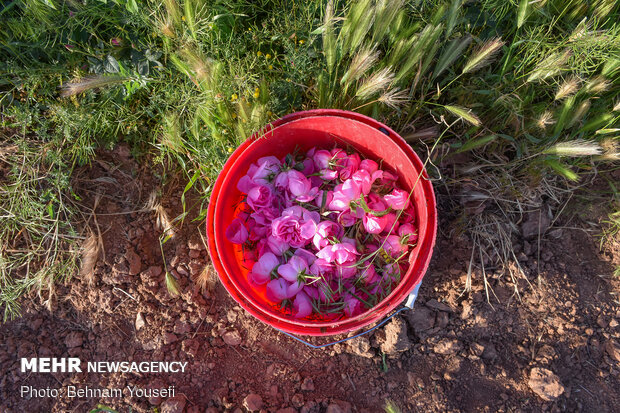 Harvesting damask rose in Markazi Prov.
