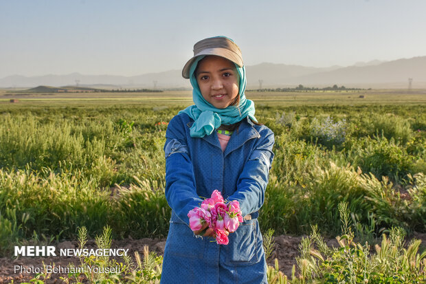 Harvesting damask rose in Markazi Prov.
