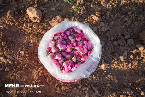 Harvesting damask rose in Markazi Prov.
