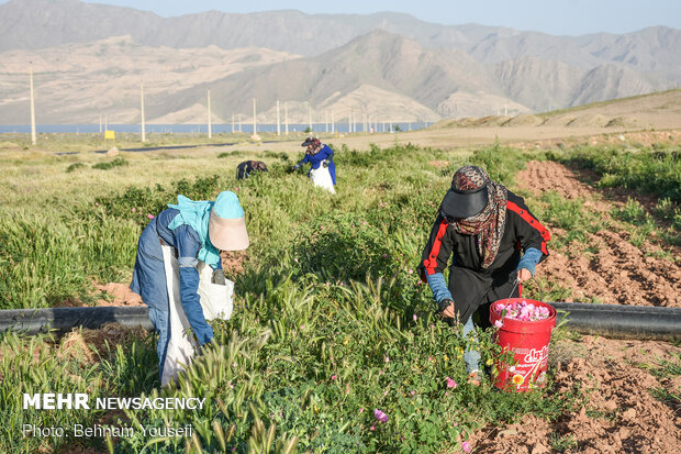 Harvesting damask rose in Markazi Prov.
