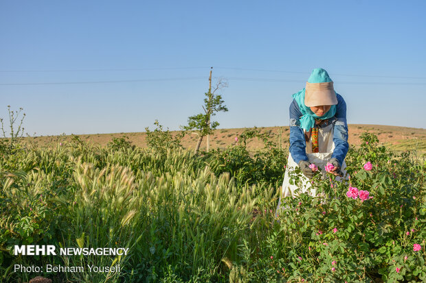 Harvesting damask rose in Markazi Prov.
