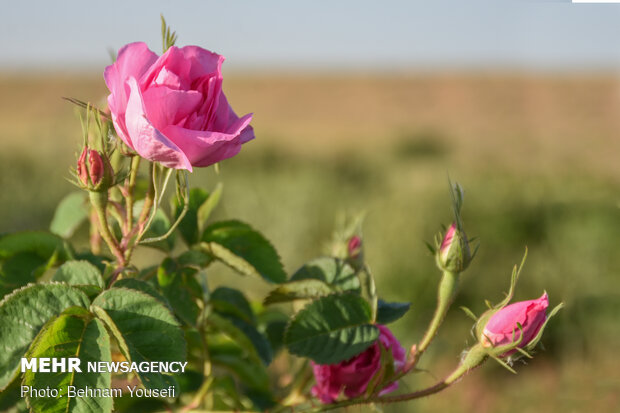 Harvesting damask rose in Markazi Prov.
