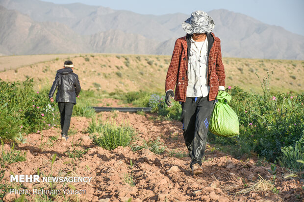 Harvesting damask rose in Markazi Prov.
