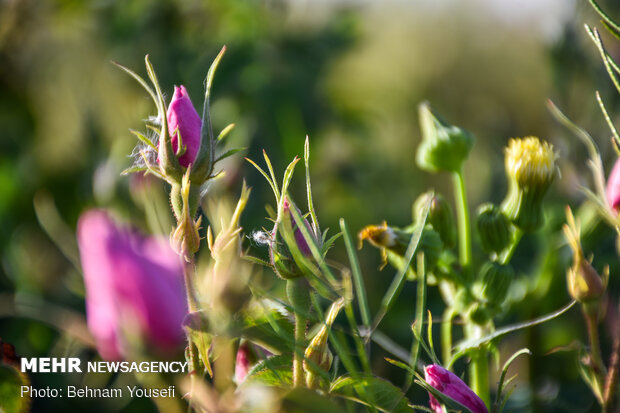 Harvesting damask rose in Markazi Prov.
