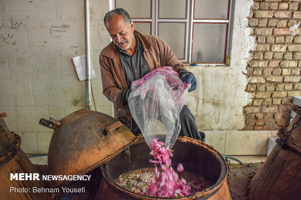 Harvesting damask rose in Markazi Prov.
