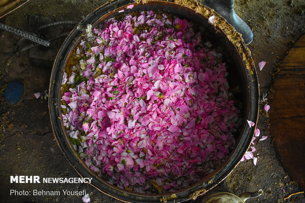 Harvesting damask rose in Markazi Prov.
