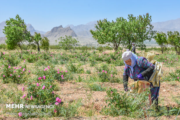 Harvesting damask rose in Markazi Prov.
