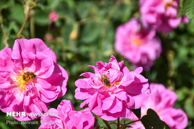 Harvesting damask rose in Markazi Prov.
