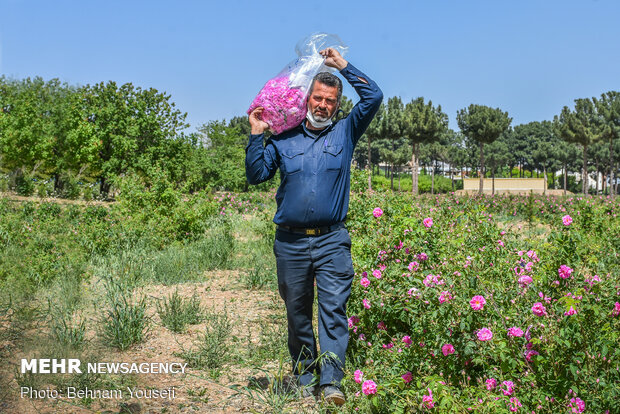 Harvesting damask rose in Markazi Prov.
