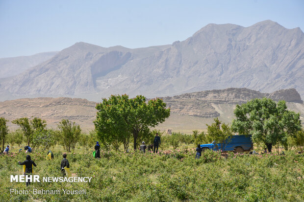 Harvesting damask rose in Markazi Prov.
