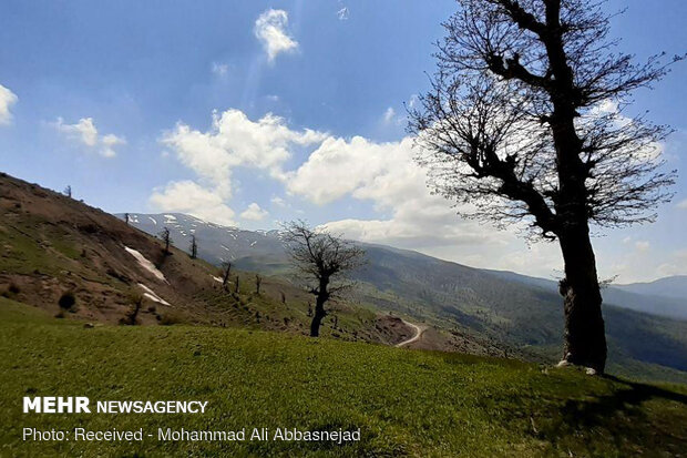 Olang Forest in Iran’s Shahroud