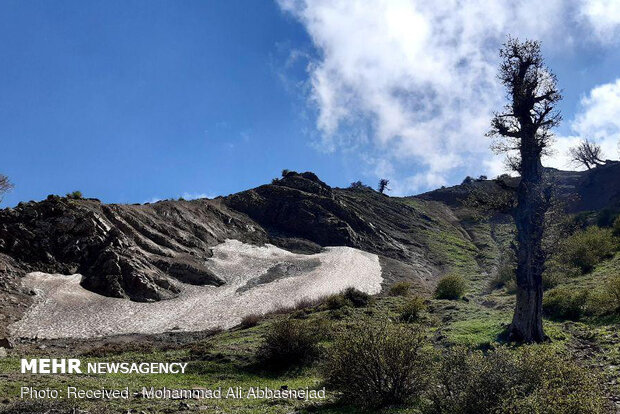 Olang Forest in Iran’s Shahroud