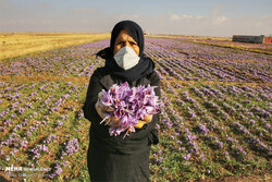 ارزش اقتصادی تولید زعفران در خراسان شمالی ۱۸۰۰ میلیارد ریال است