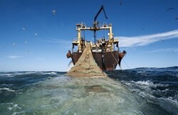۶۰فروند کشتی صیدترال در خلیج فارس/قوانین سختگیرانه برای صید ترال تصویب می شود