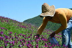 Harvesting borage herb in Gilan province