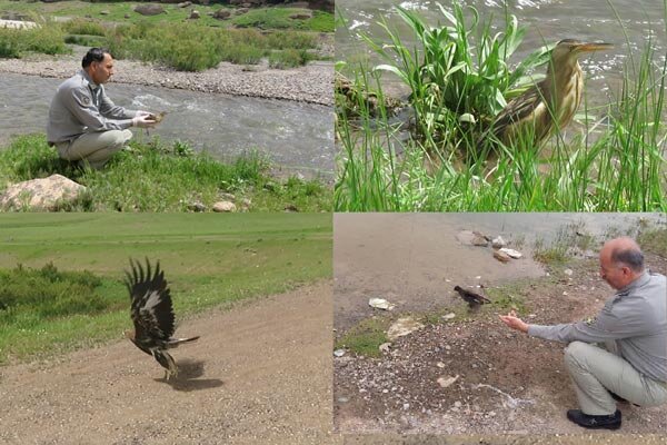 یک بهله عقاب طلایی و سه قطعه بوتیمار کوچک به طبیعت بازگشتند