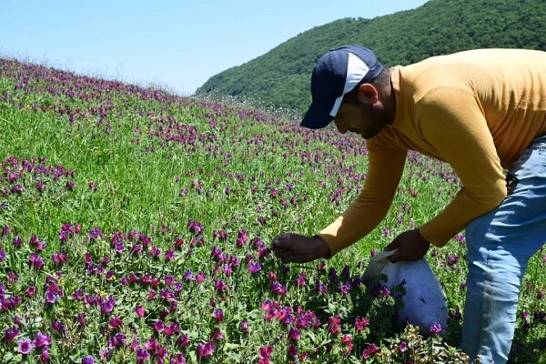 برداشت گل گاوزبان در شهرستان مرزی آستارا