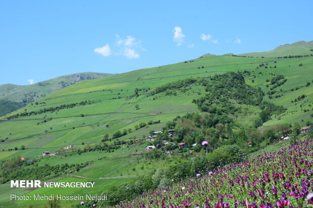 برداشت گیاه دارویی گل گاو زبان در شهرستان مرزی آستارا