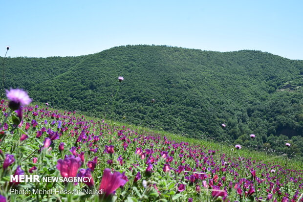 Harvesting borage herb in Gilan province
