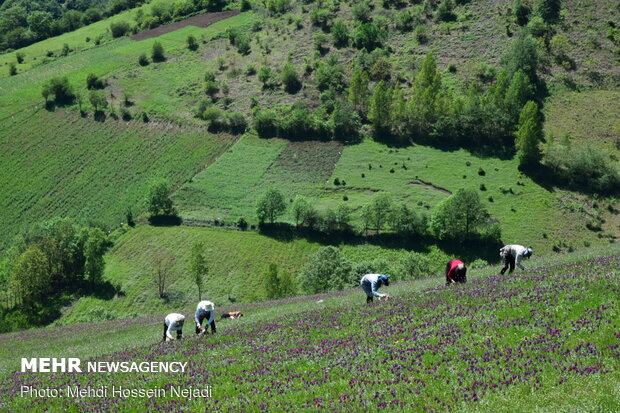 برداشت گیاه دارویی گل گاو زبان در شهرستان مرزی آستارا