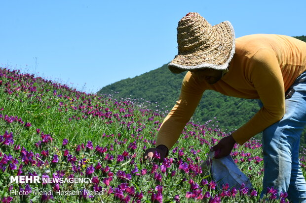 برداشت گیاه دارویی گل گاو زبان در شهرستان مرزی آستارا