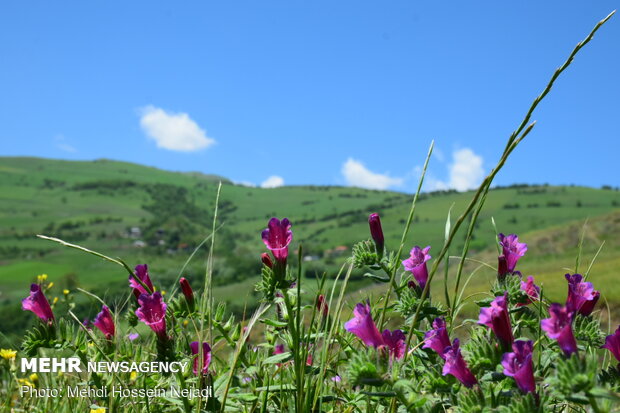 برداشت گیاه دارویی گل گاو زبان در شهرستان مرزی آستارا