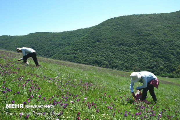 برداشت گیاه دارویی گل گاو زبان در شهرستان مرزی آستارا